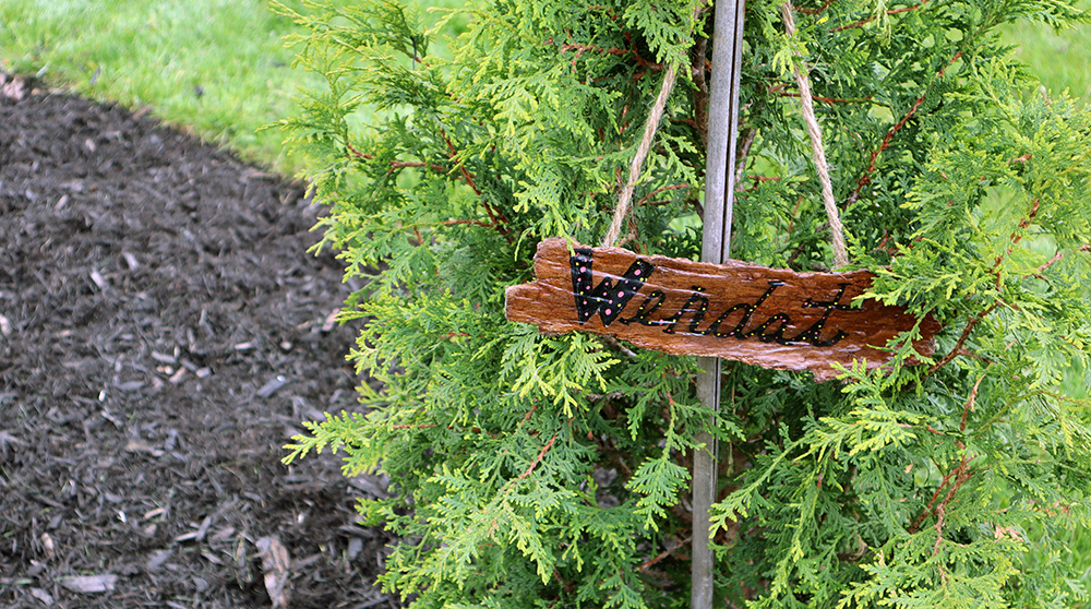 One of the newly planted trees. This one bears the name Wendat to acknowledge that nation and its people 